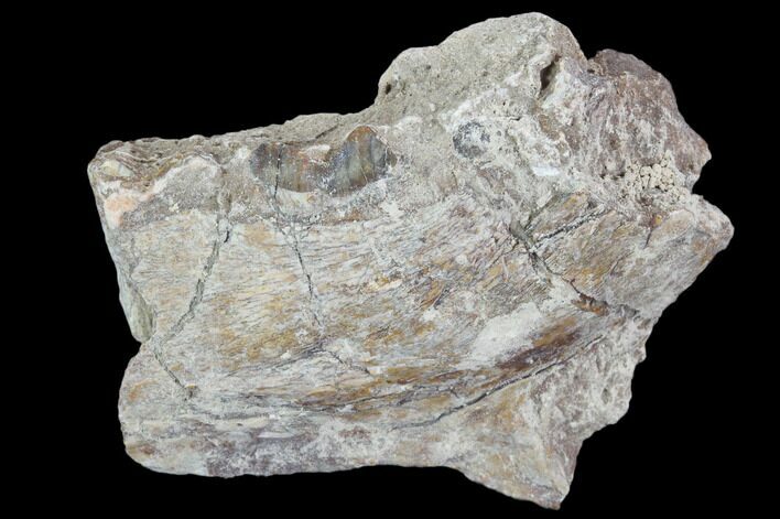 Oreodont (Leptauchenia) Jaw Section - South Dakota #101831